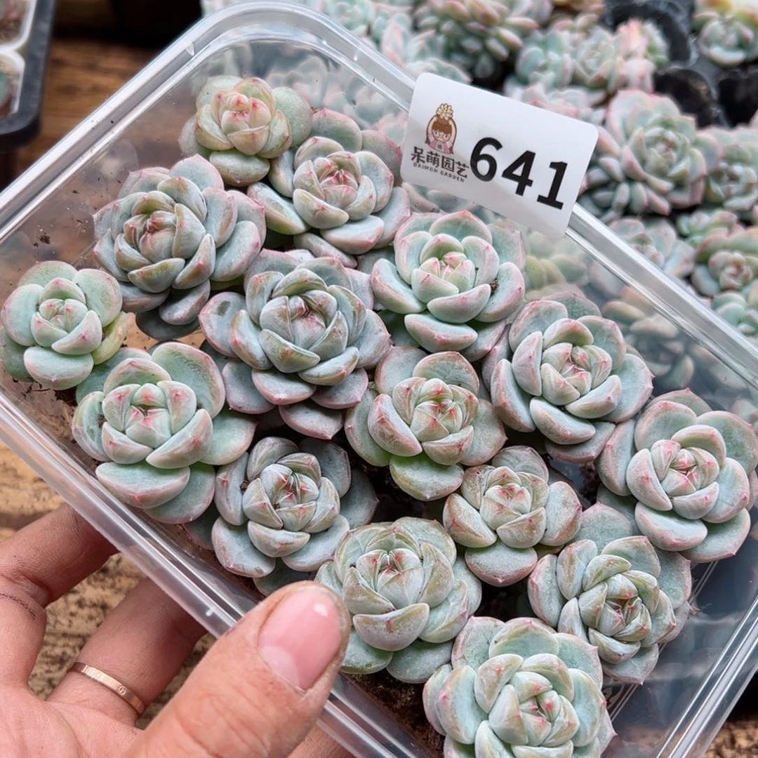 陈*太多肉植物多肉植物