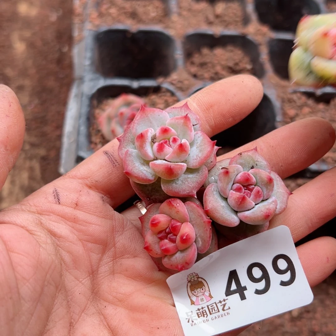 多肉植物多肉植物