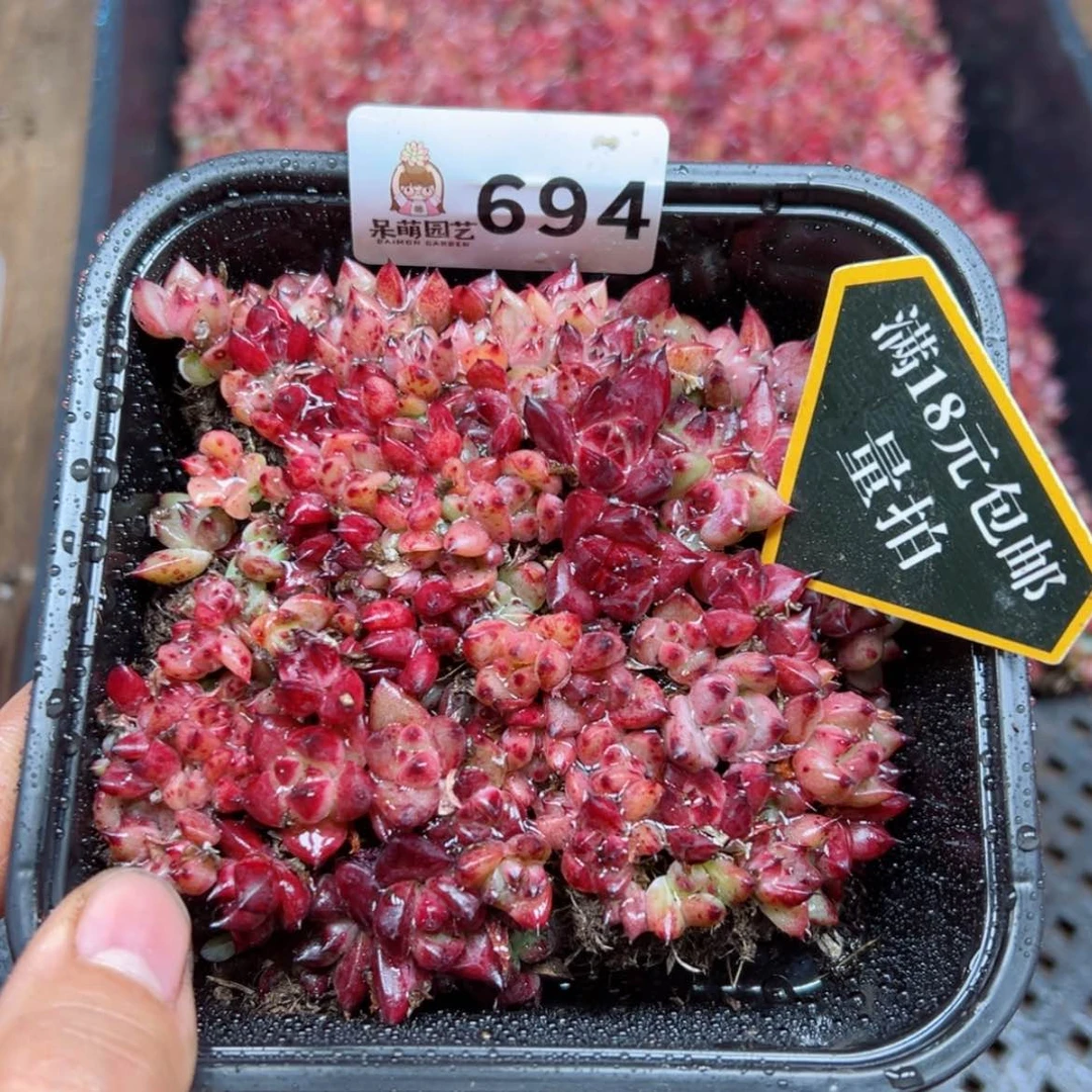 【闪购商品】多肉植物