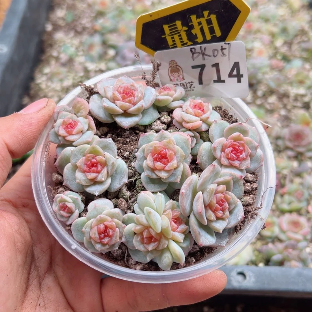 多肉植物多肉植物