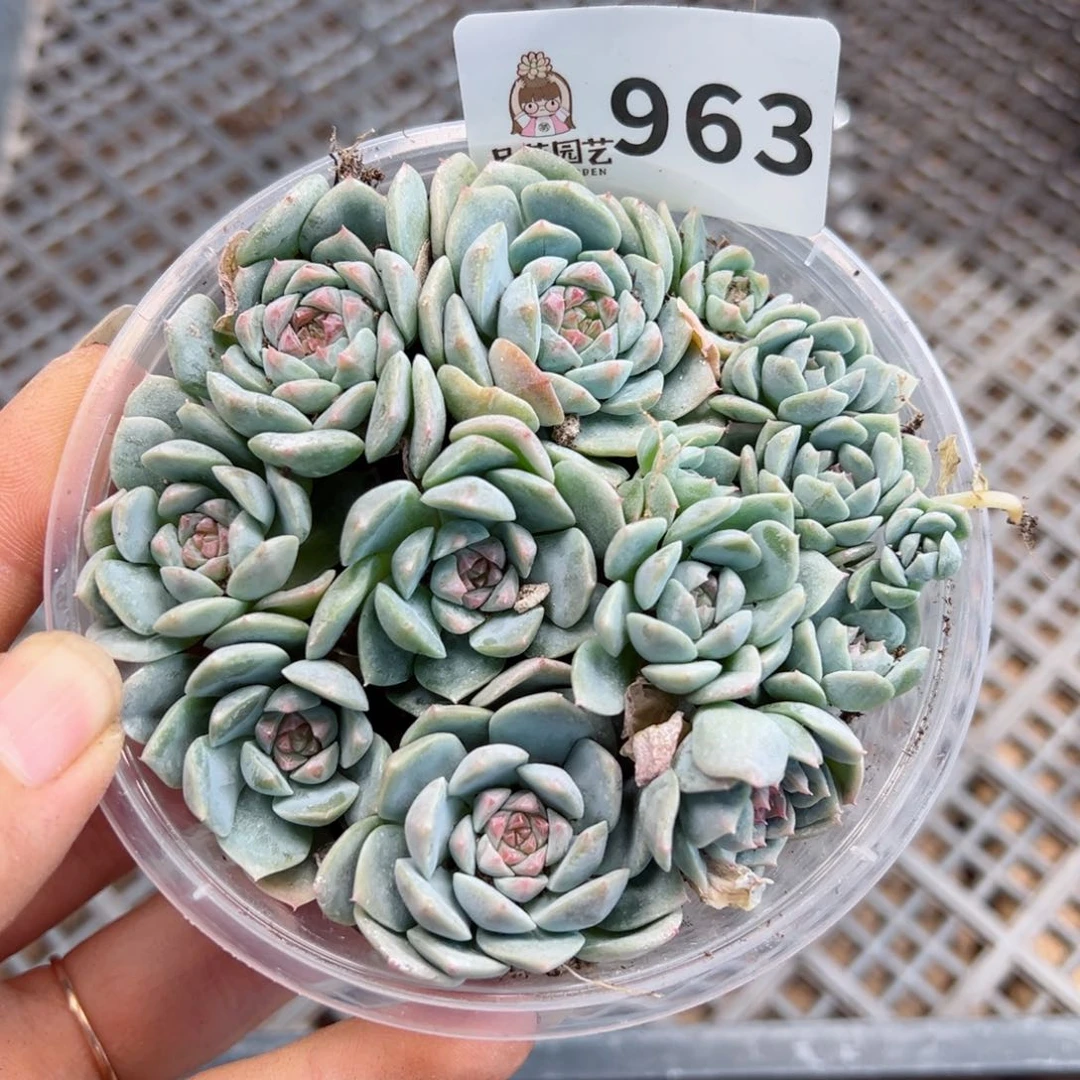 多肉植物多肉植物