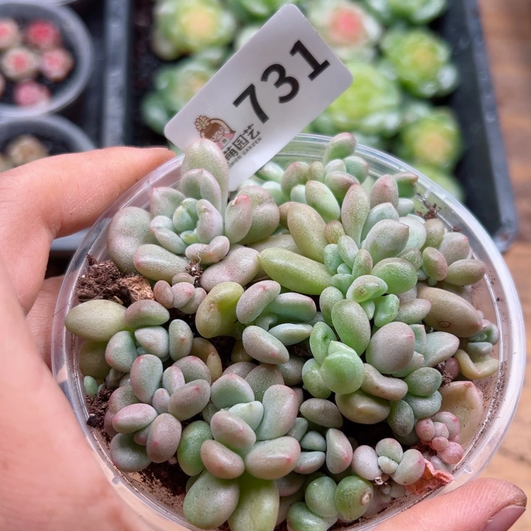 多肉植物多肉植物