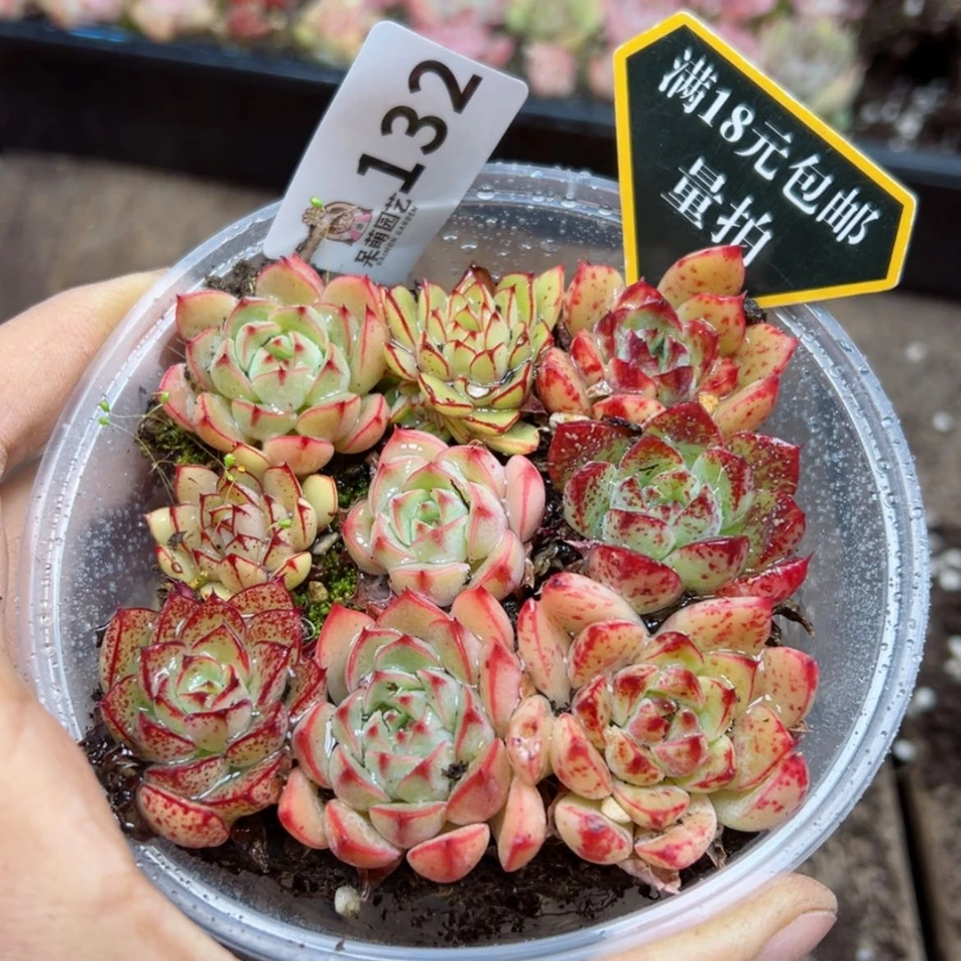 【闪购商品】多肉植物