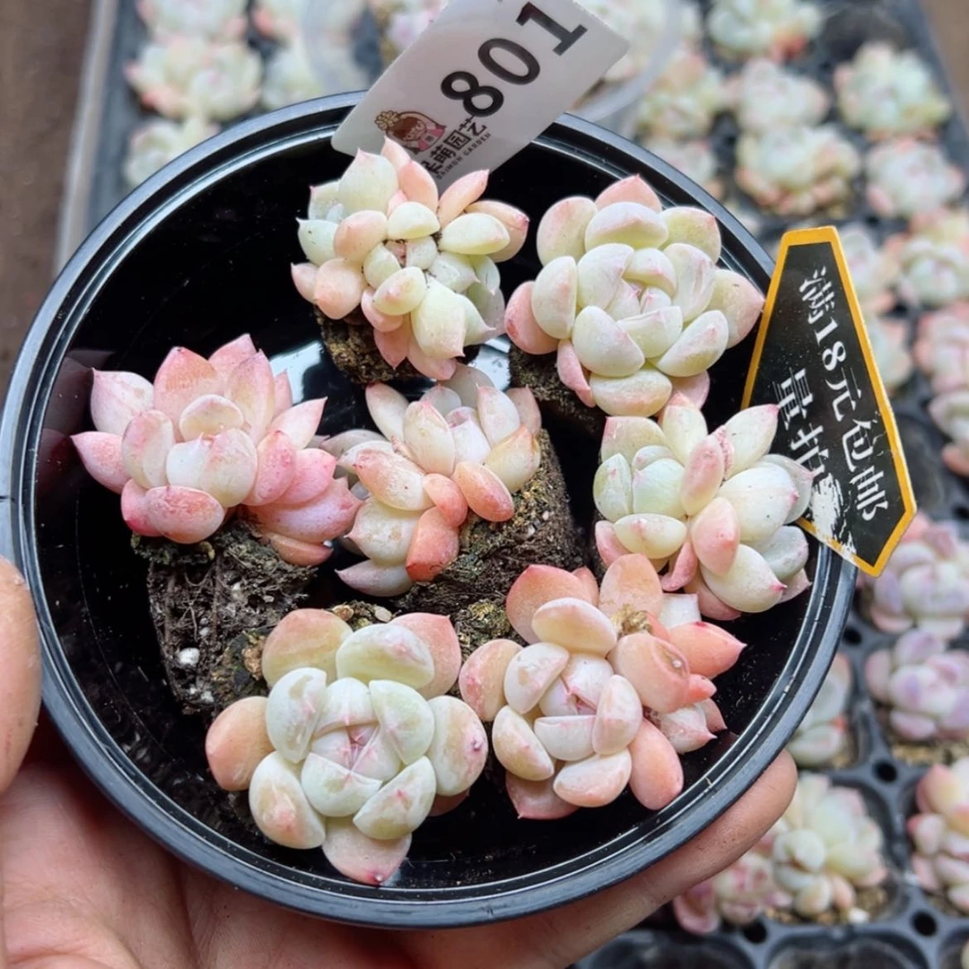 【闪购商品】多肉植物