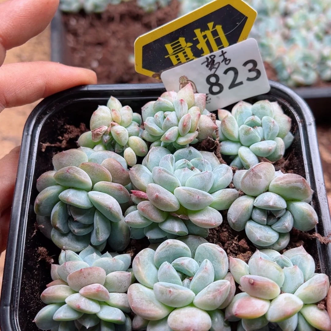 多肉植物多肉植物