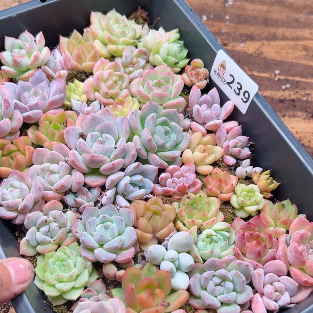 阳***?多肉植物多肉植物