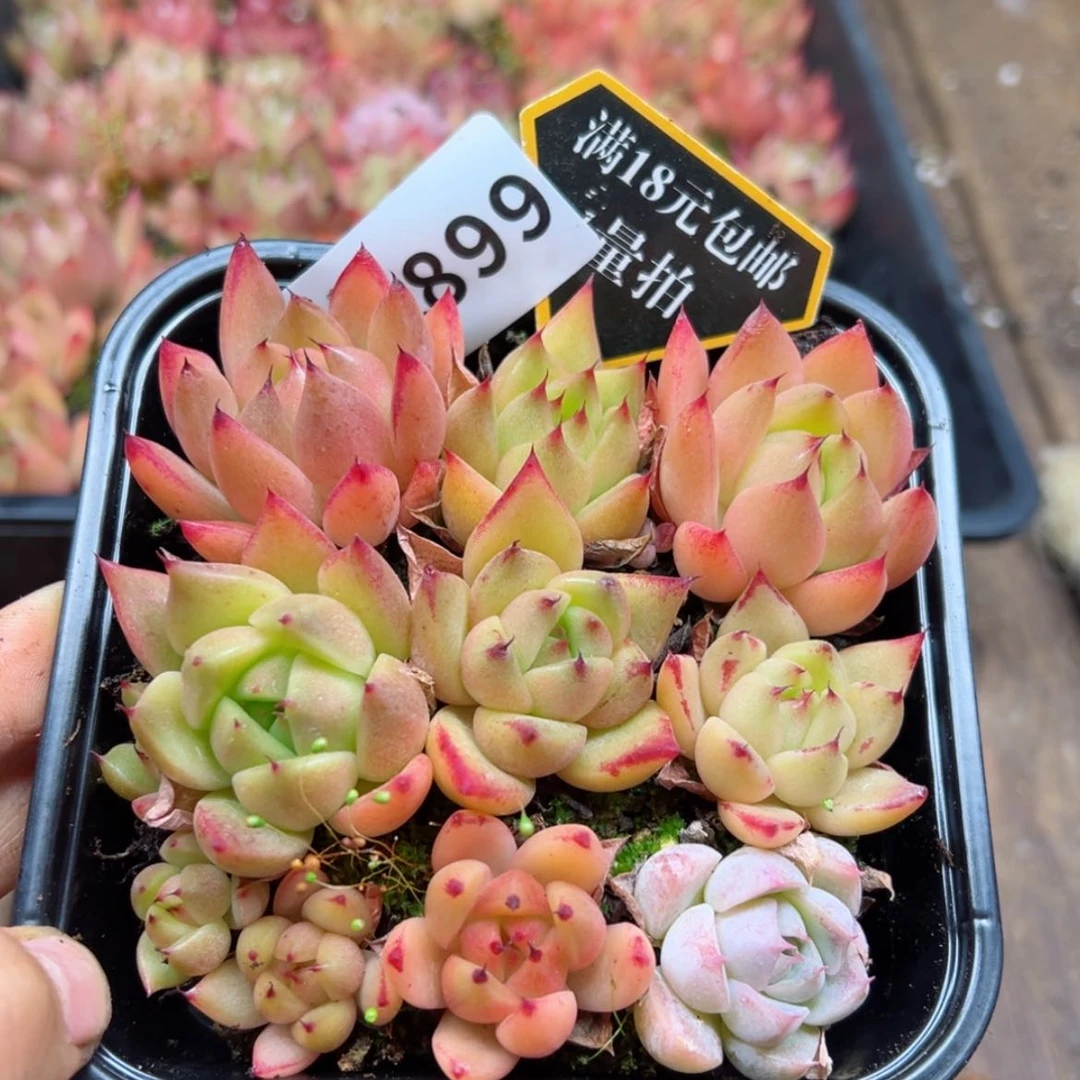 【闪购商品】多肉植物