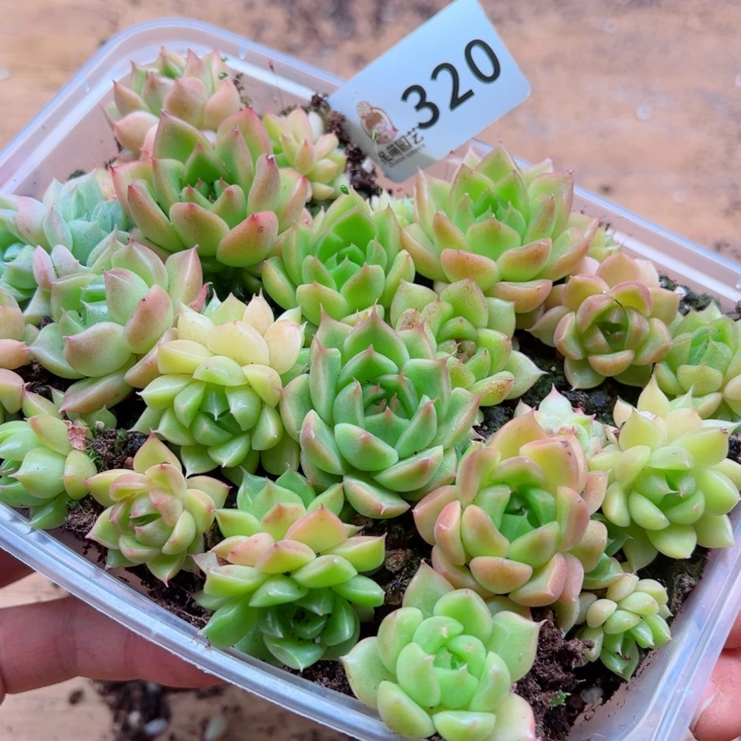 多肉植物多肉植物