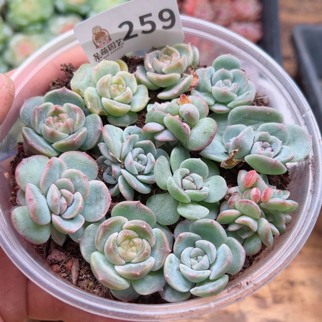 多肉植物多肉植物