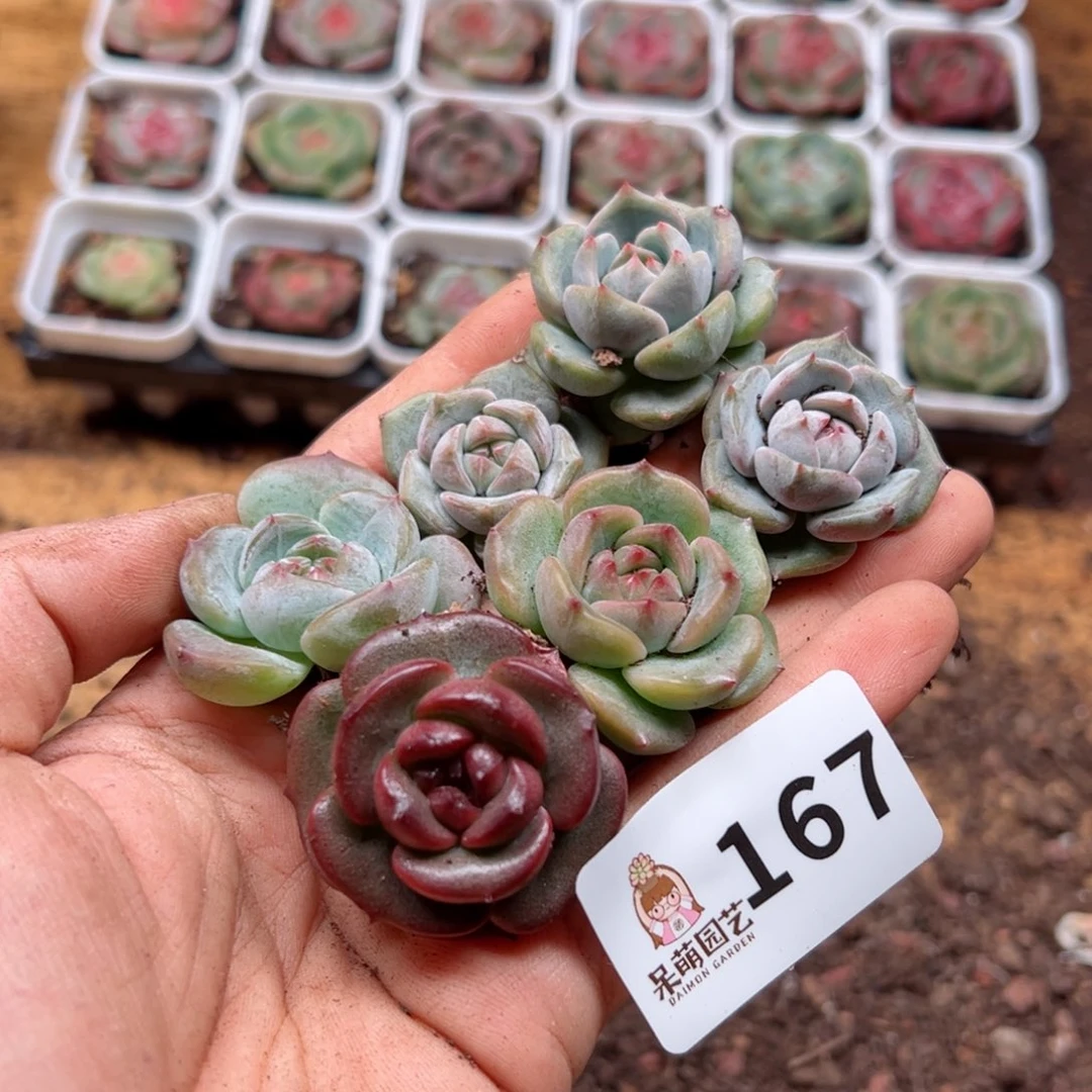 多肉植物多肉植物