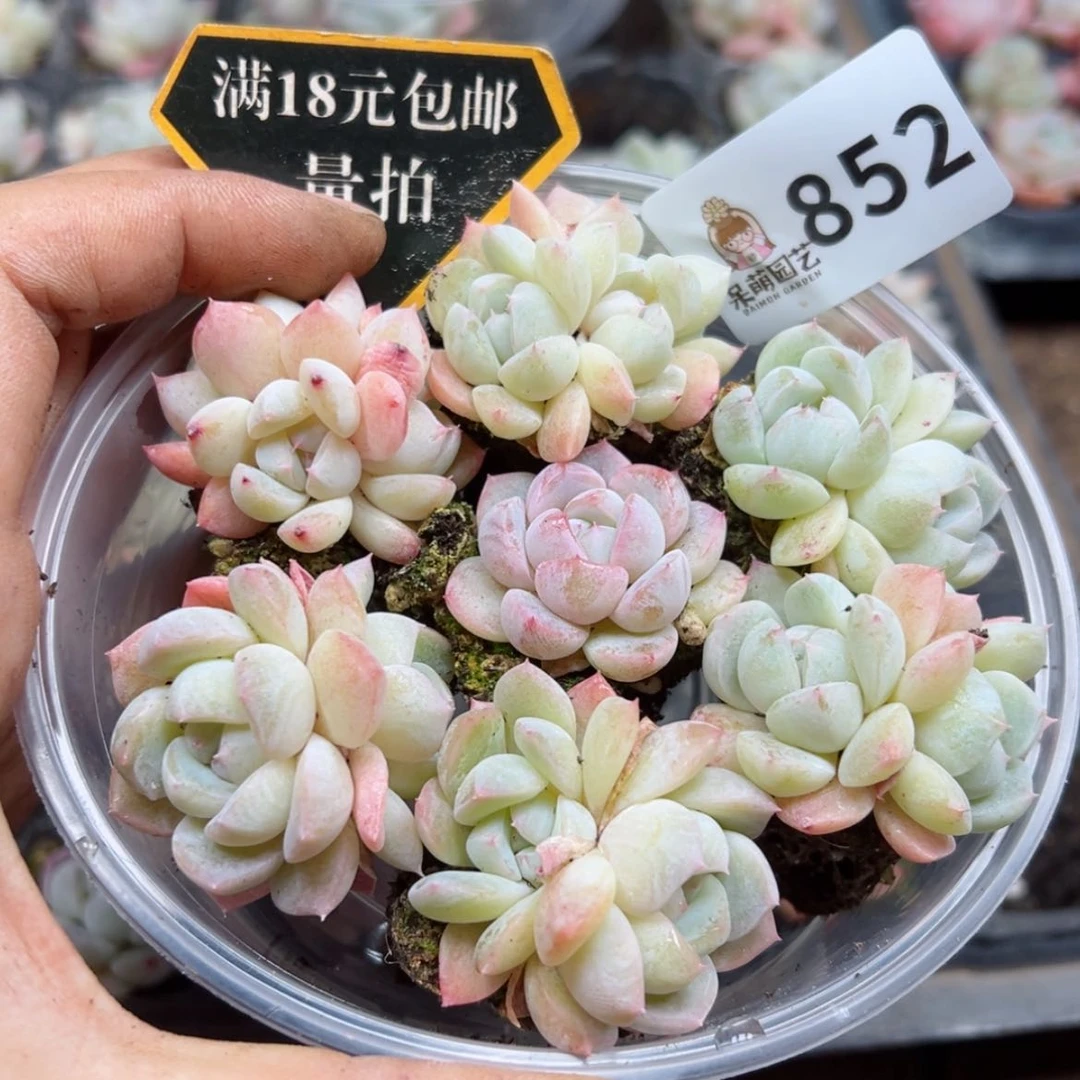 【闪购商品】多肉植物