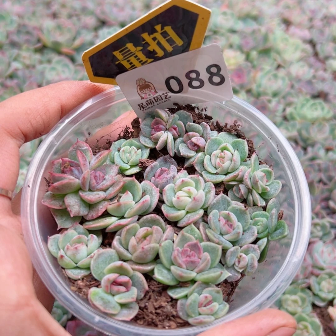 多肉植物多肉植物