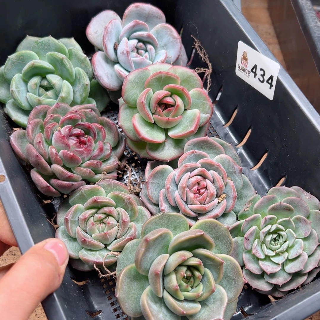 多肉植物多肉植物