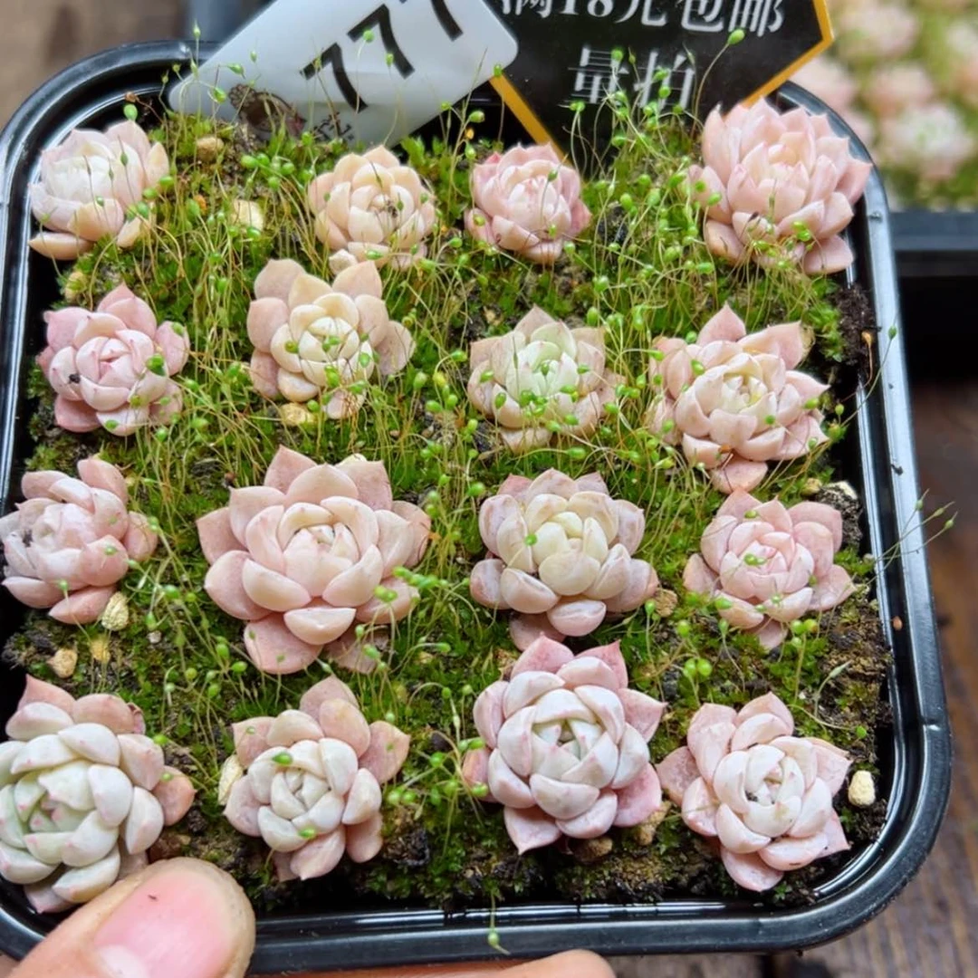 【闪购商品】多肉植物