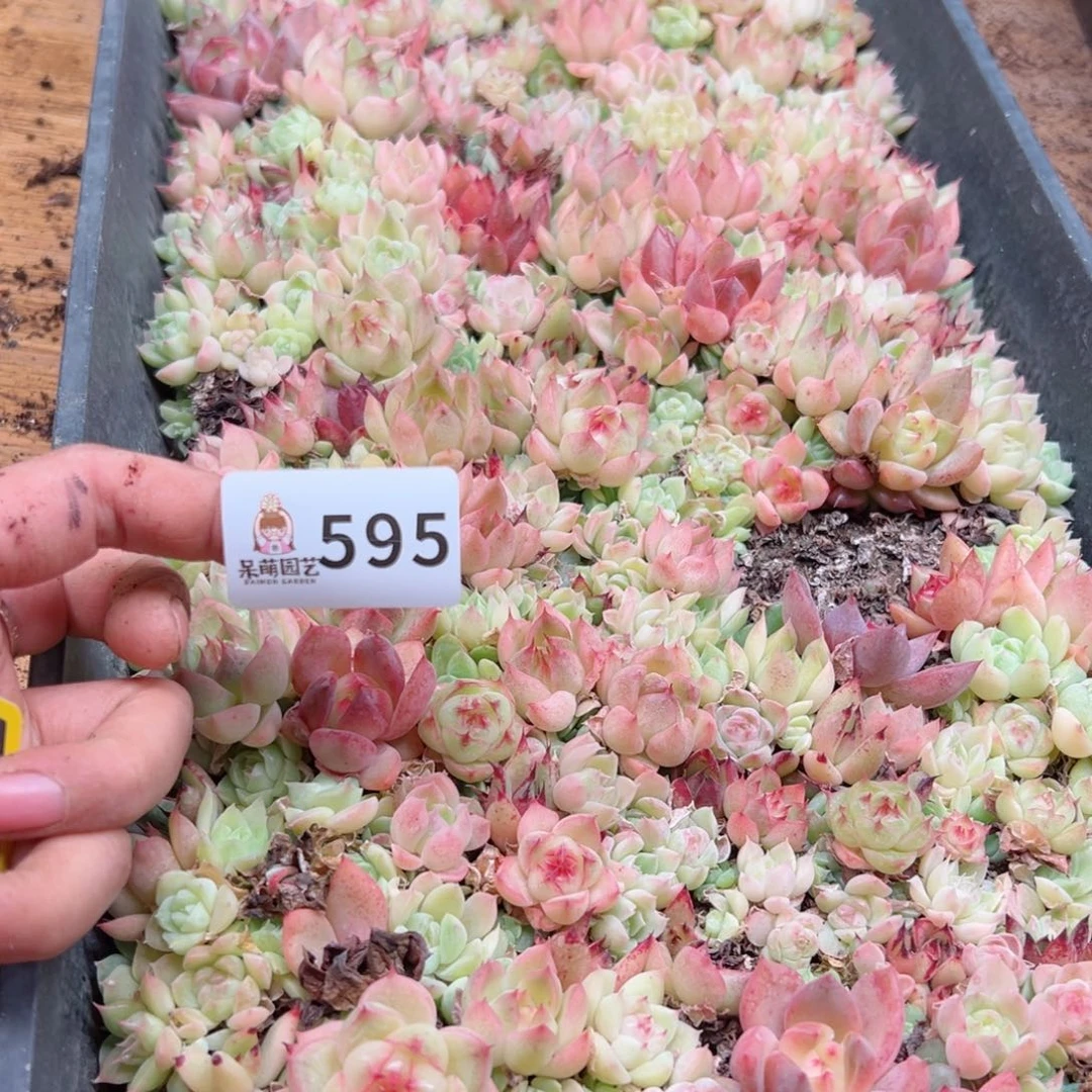t***~多肉植物多肉植物