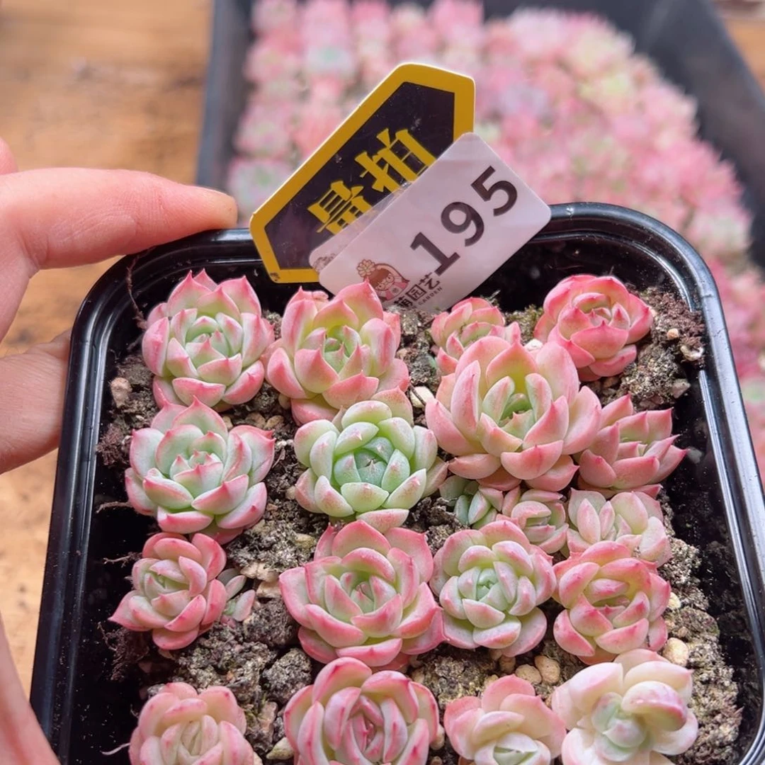 多肉植物多肉植物