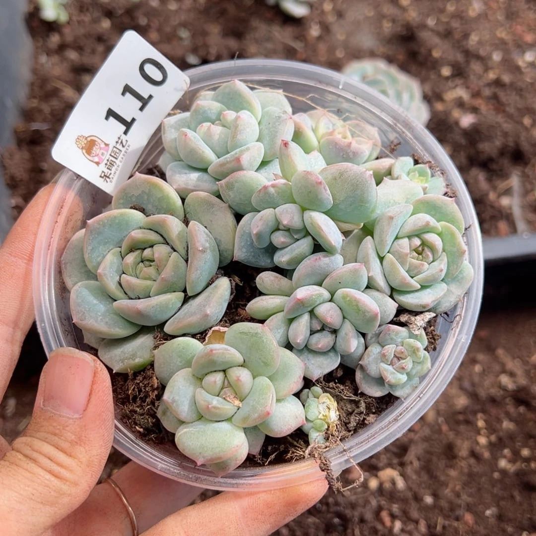 多肉植物多肉植物
