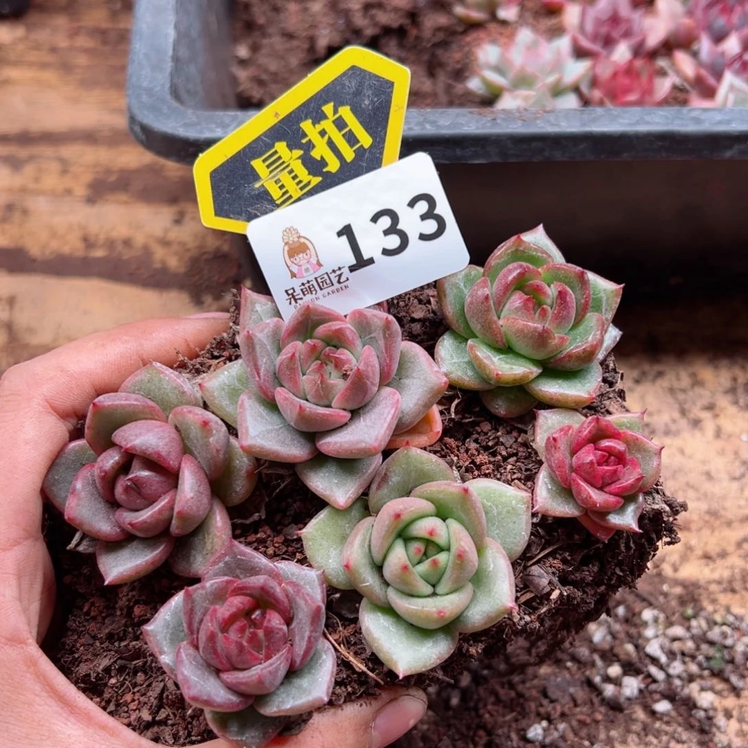 多肉植物多肉植物