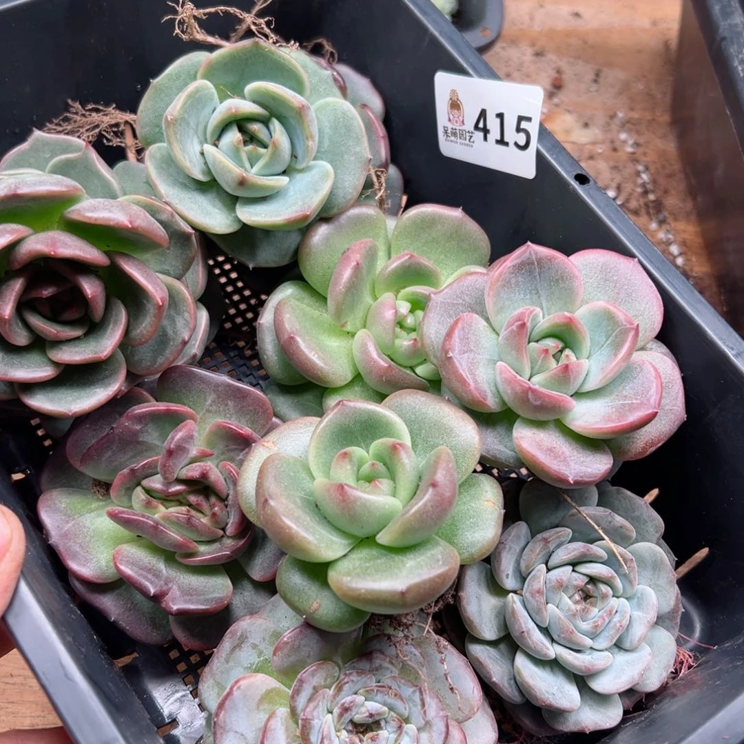 多肉植物多肉植物