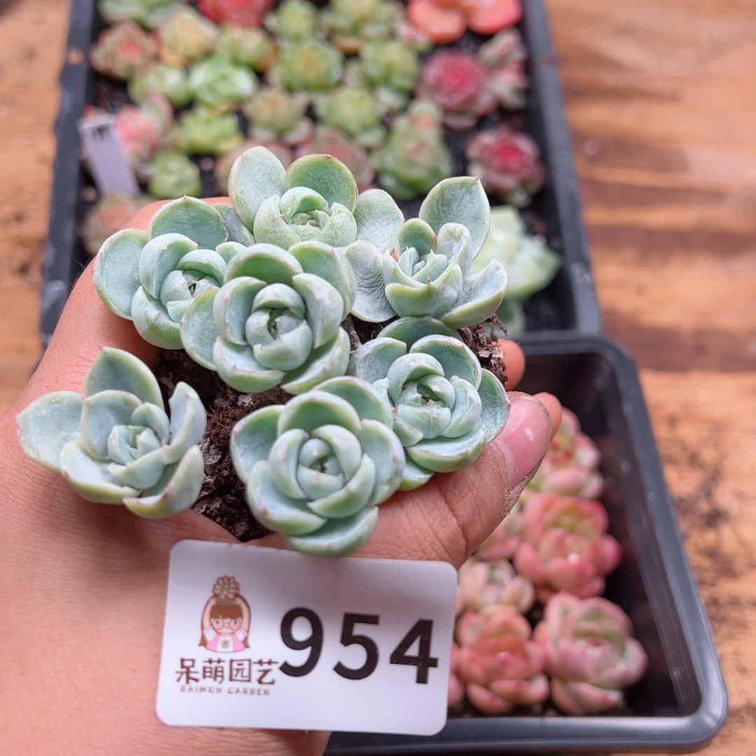 多肉植物多肉植物