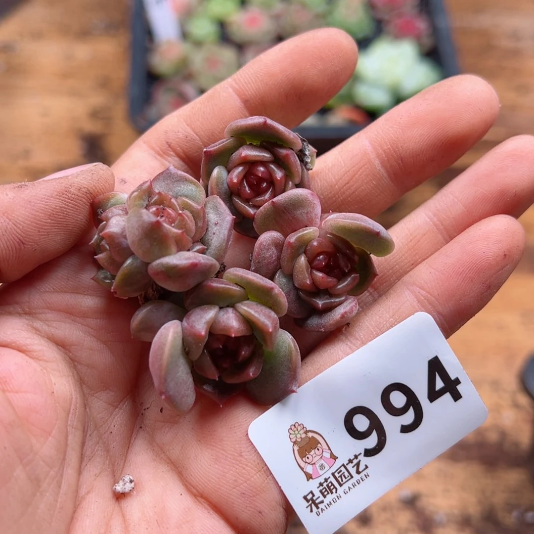 多肉植物多肉植物