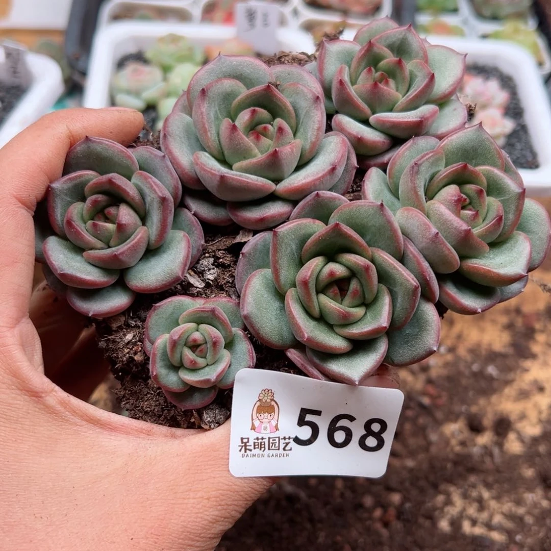 多肉植物多肉植物