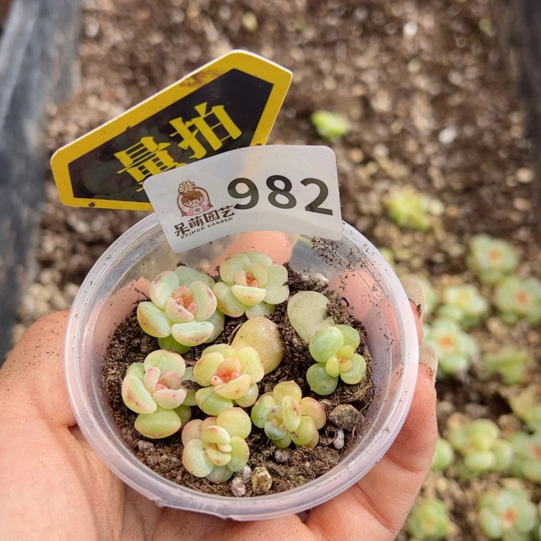多肉植物多肉植物