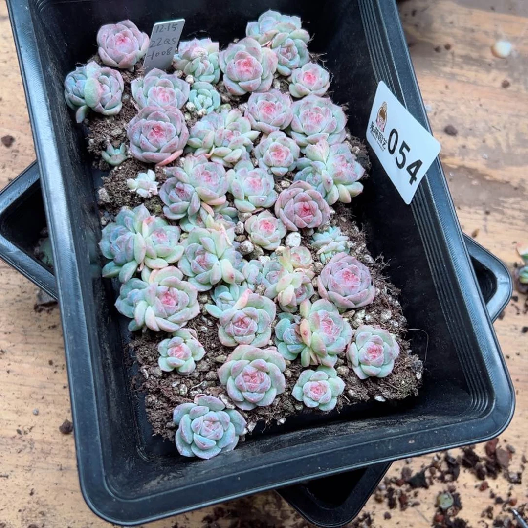 Q****笑多肉植物多肉植物