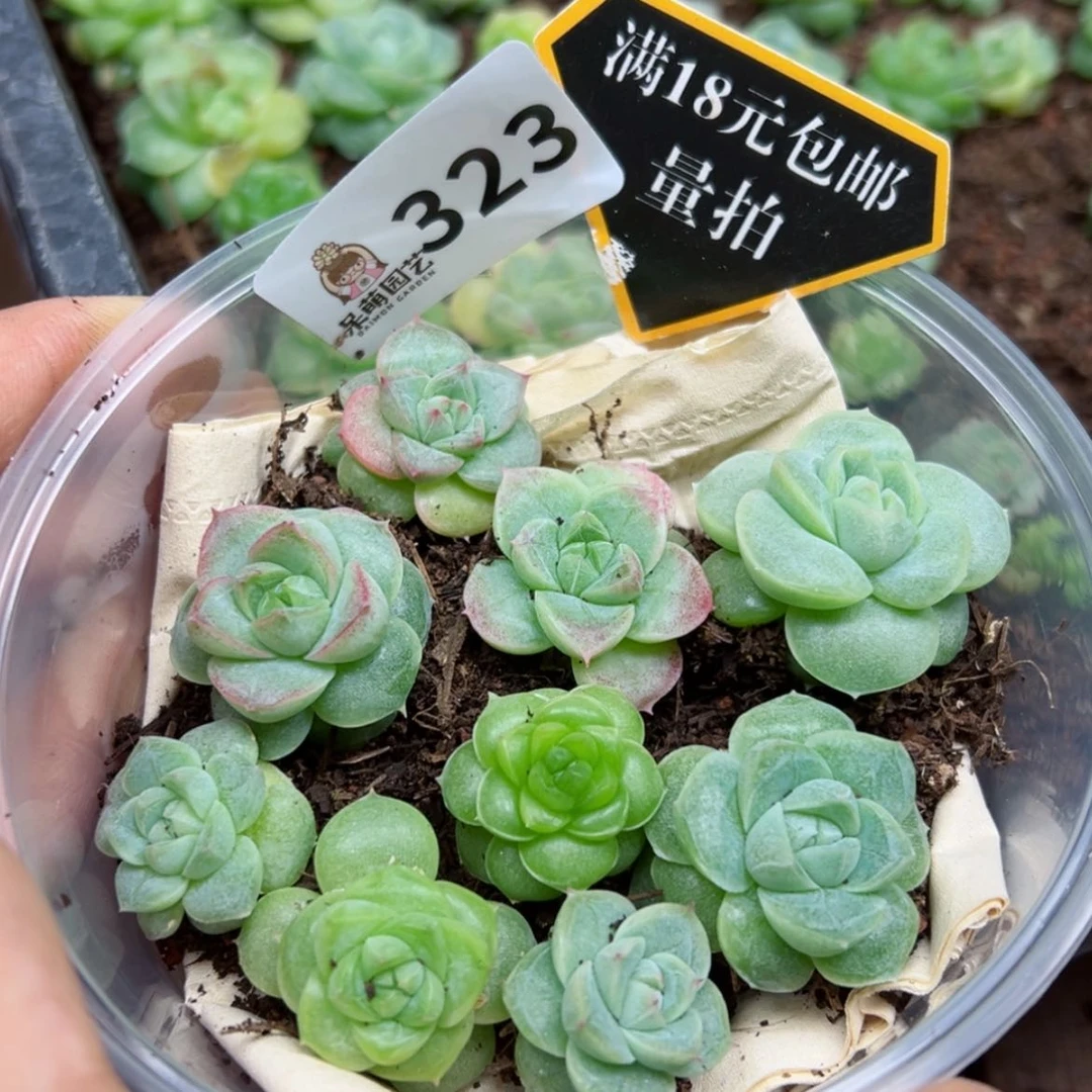 【闪购商品】多肉植物