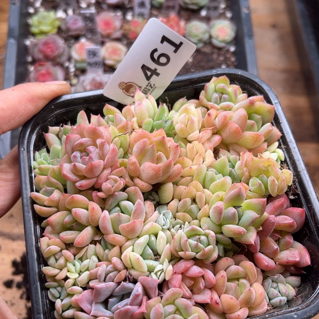 多肉植物多肉植物