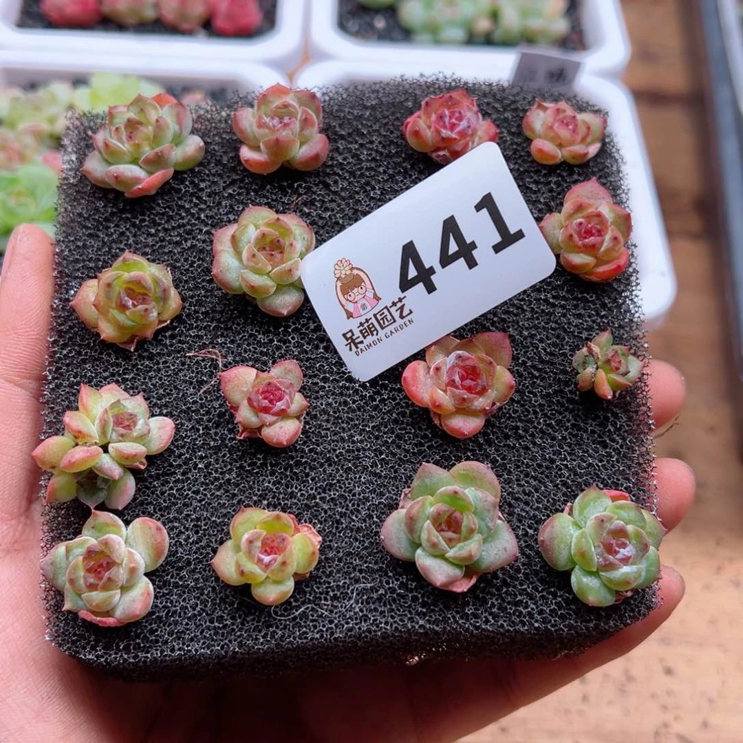 多肉植物多肉植物