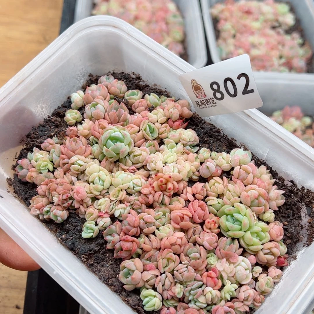 多肉植物多肉植物