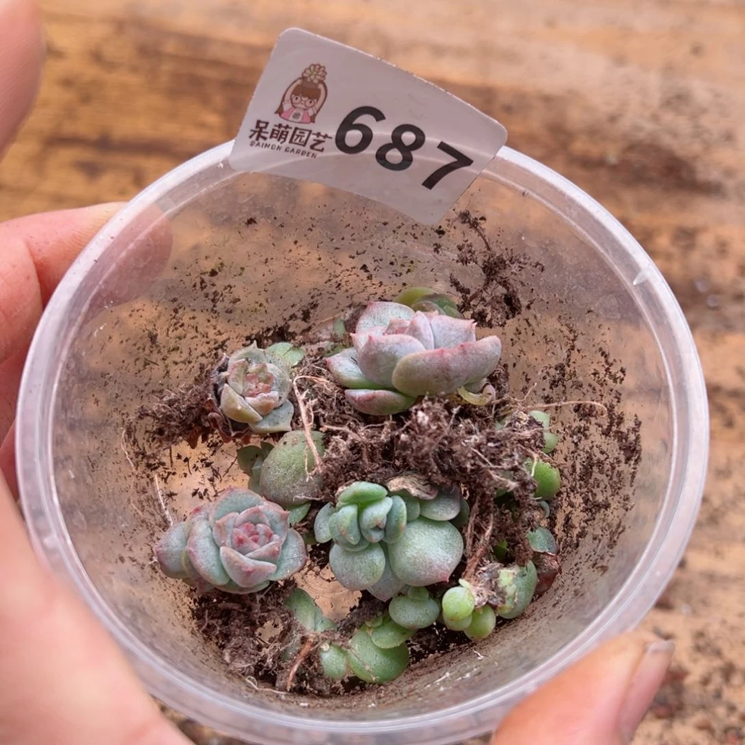 多肉植物多肉植物