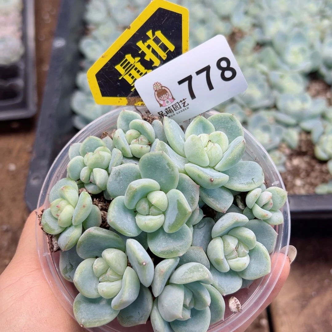多肉植物多肉植物