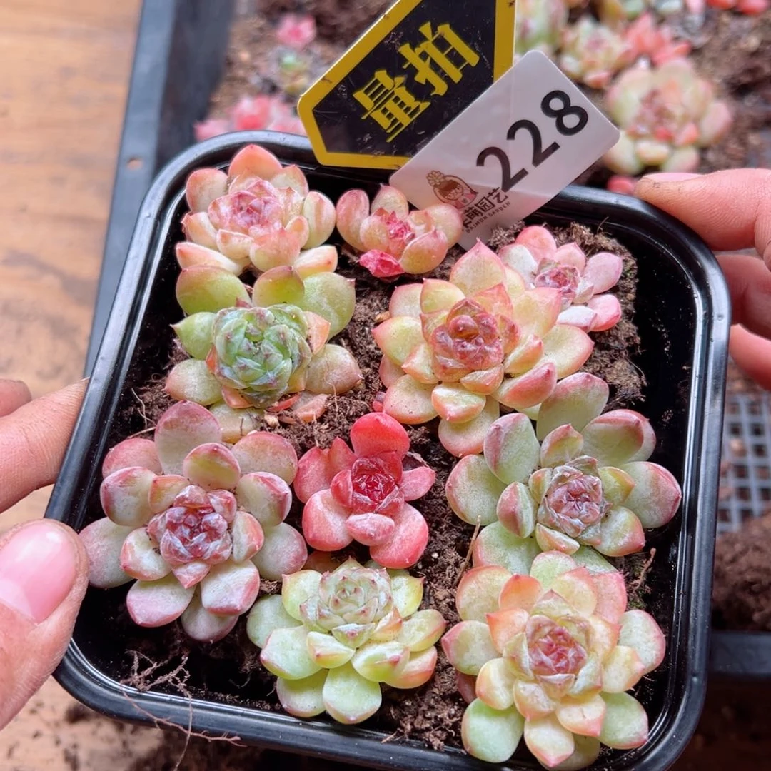 多肉植物多肉植物