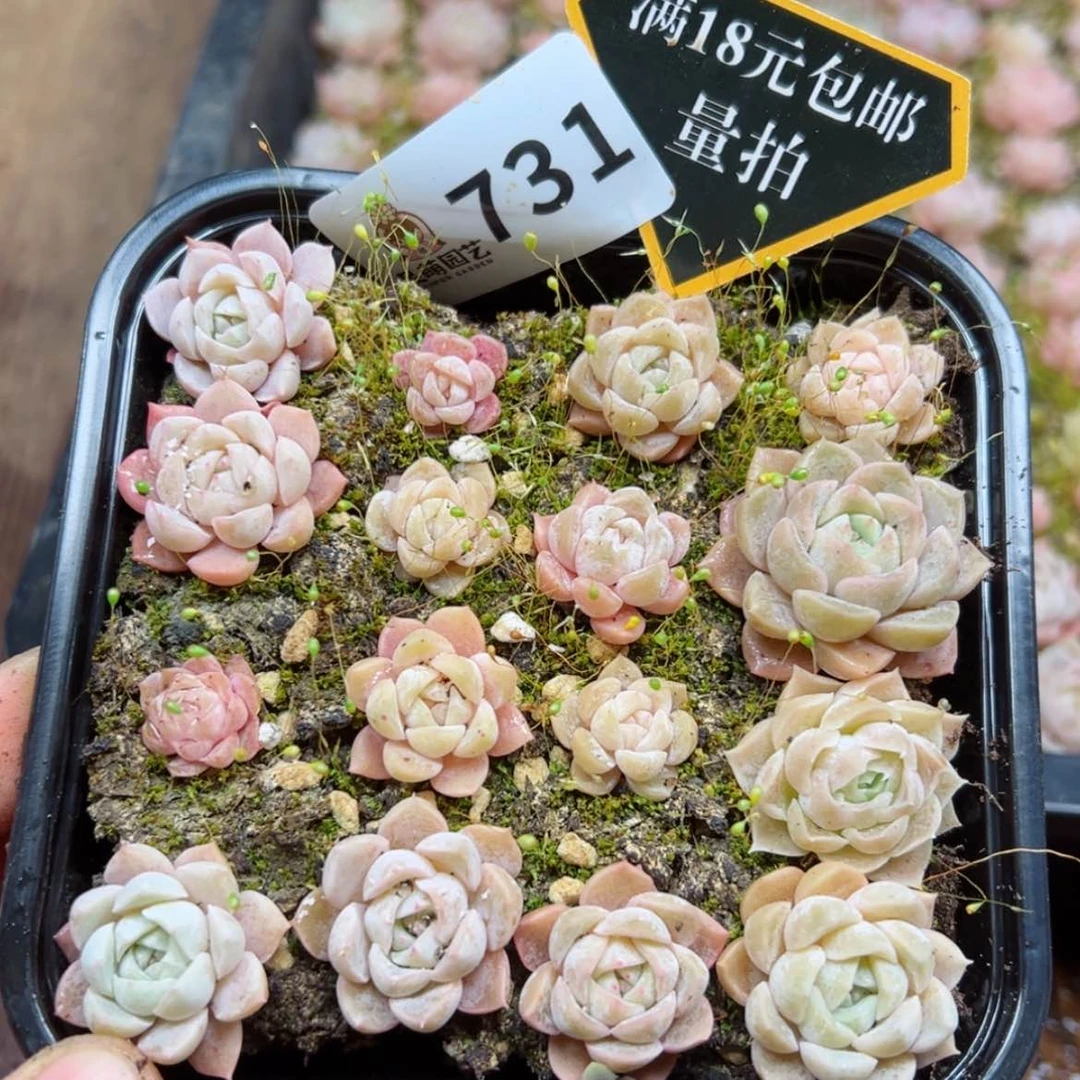 【闪购商品】多肉植物