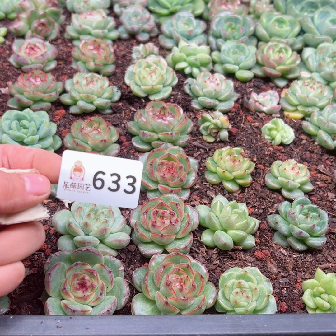 H****s多肉植物多肉植物