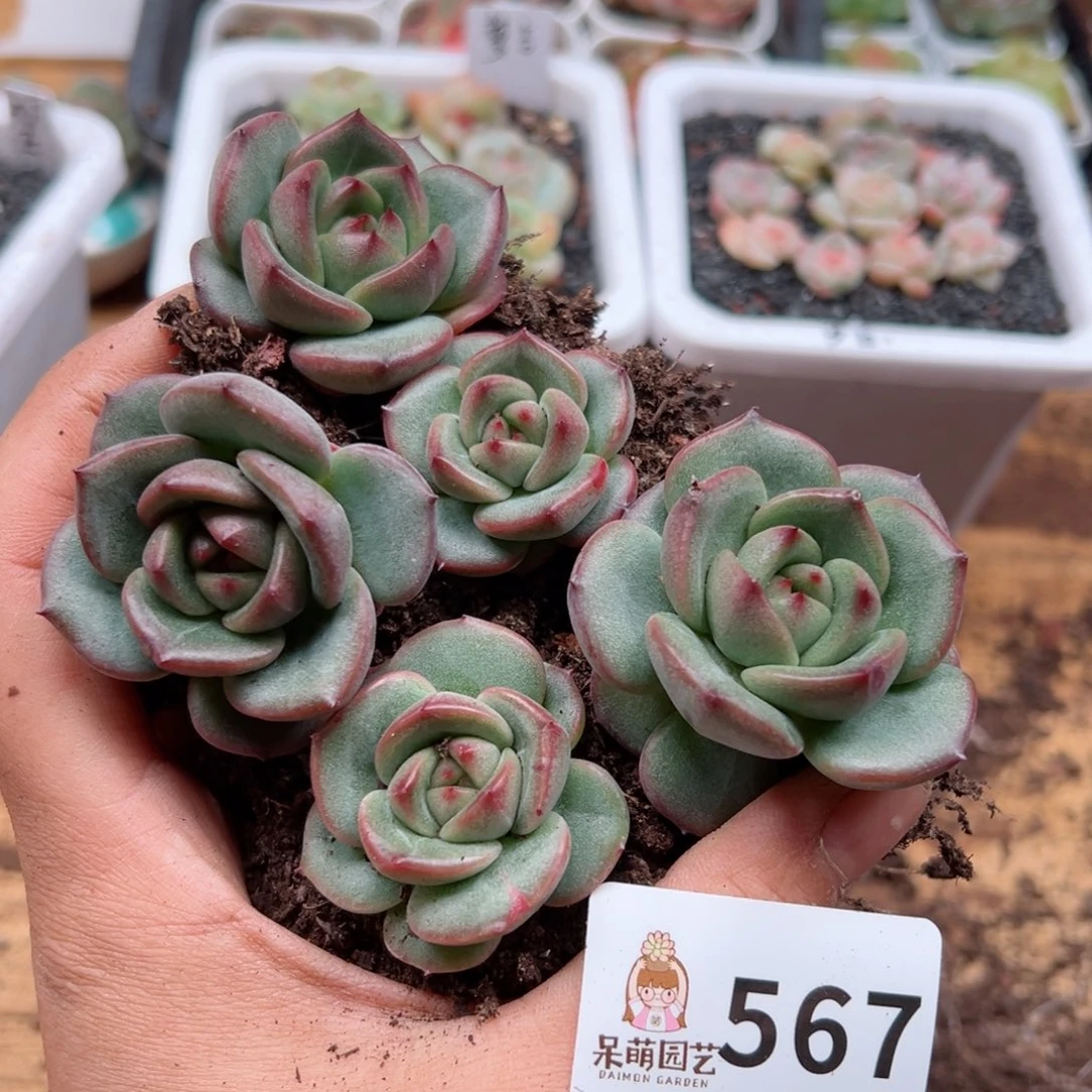 多肉植物多肉植物