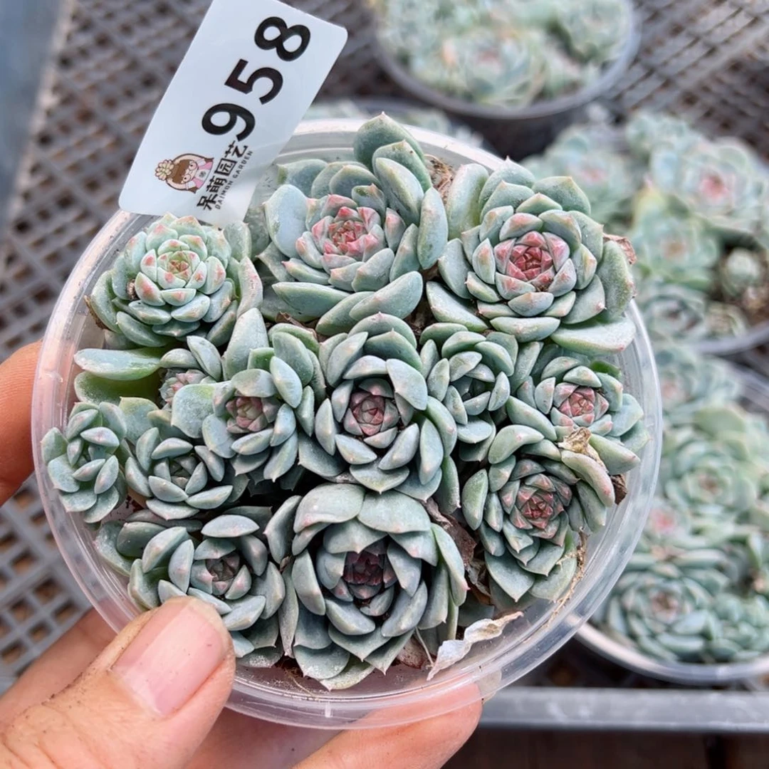 多肉植物多肉植物