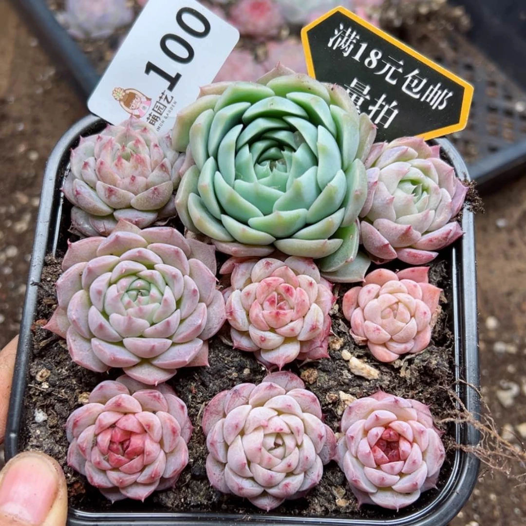 【闪购商品】多肉植物