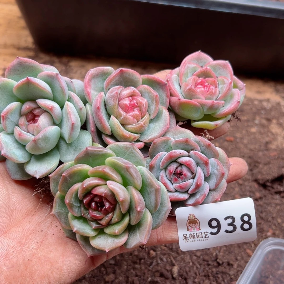 多肉植物多肉植物