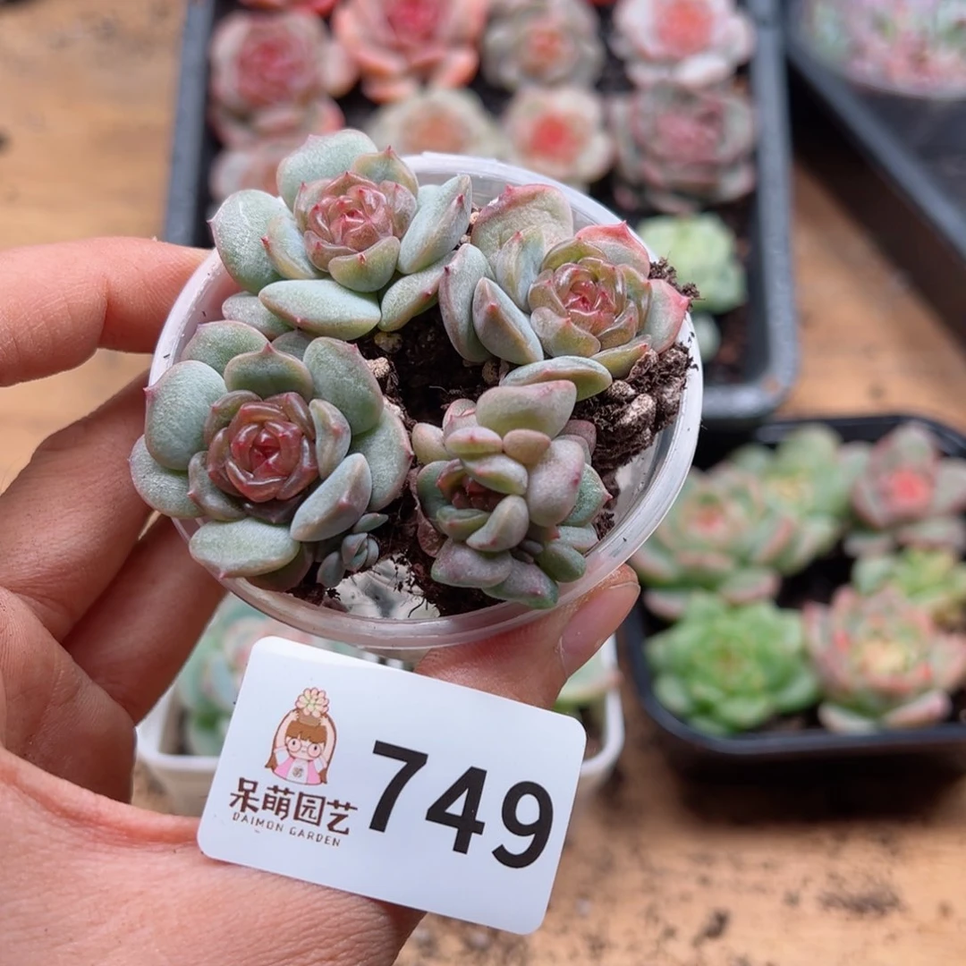 多肉植物多肉植物