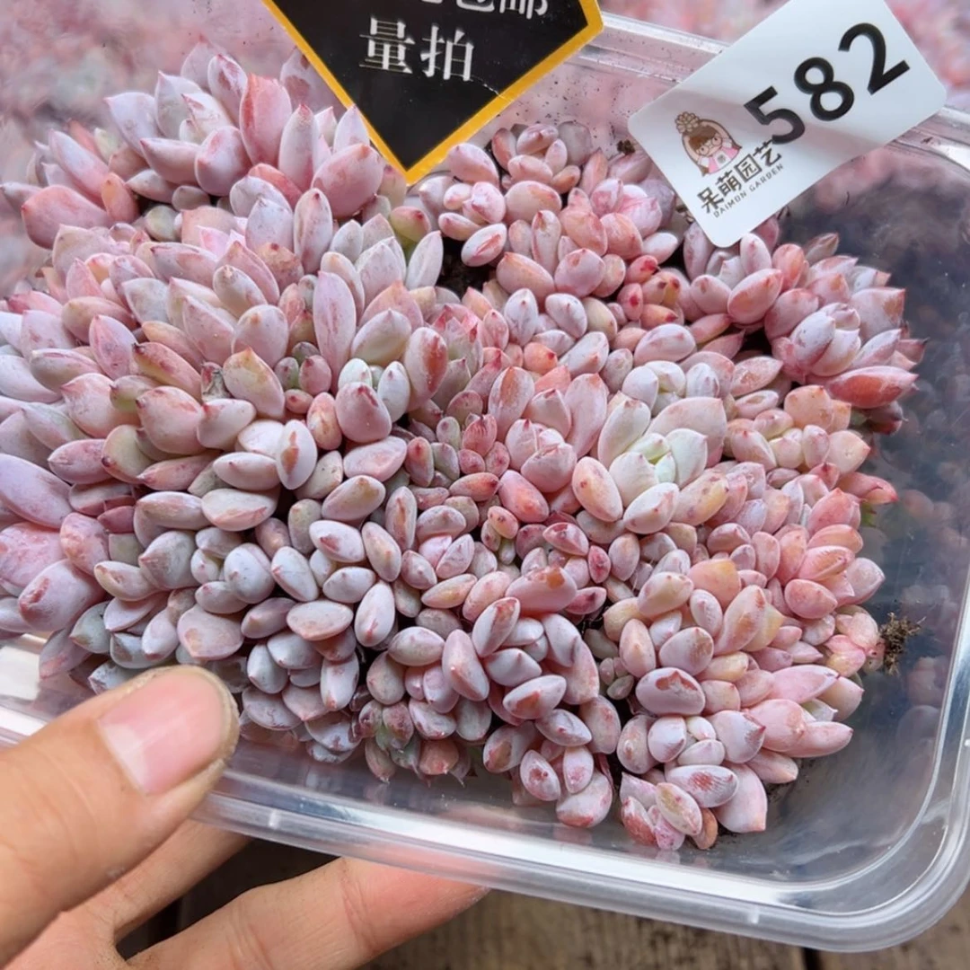 【闪购商品】多肉植物