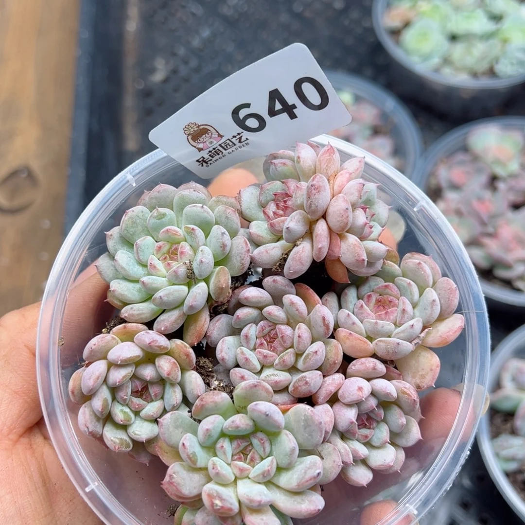 多肉植物多肉植物