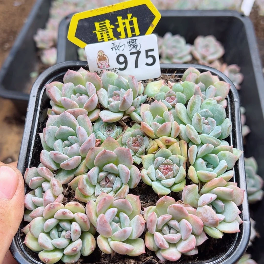 多肉植物多肉植物