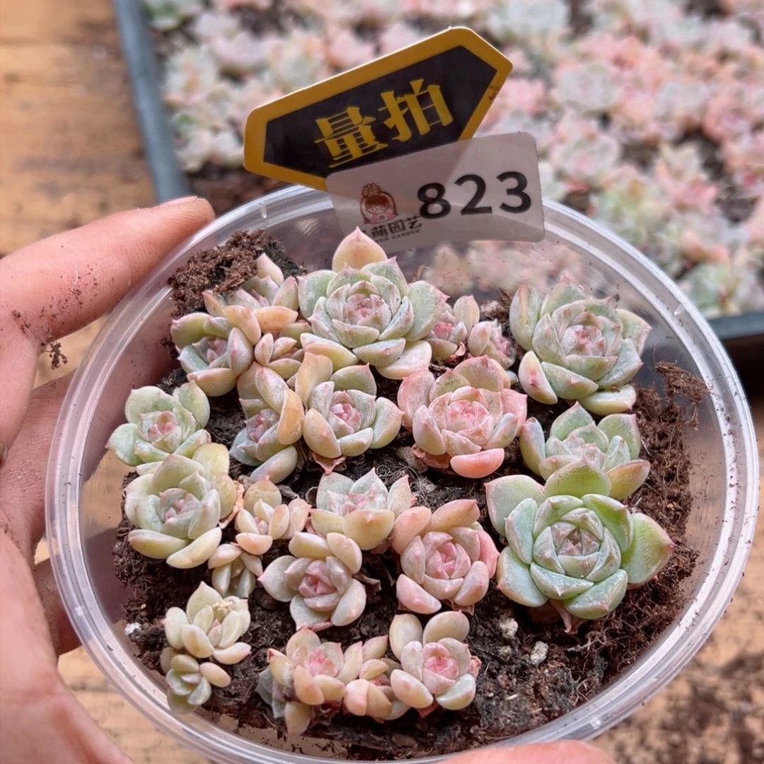 多肉植物多肉植物