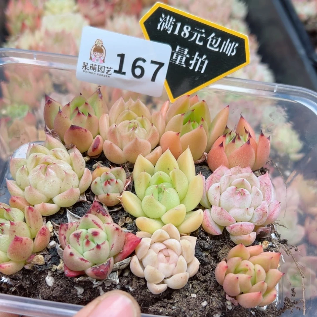 【闪购商品】多肉植物
