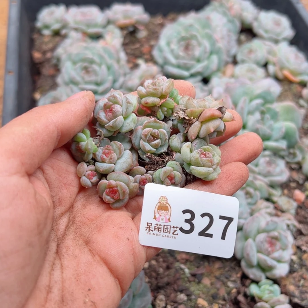 知*つ多肉植物多肉植物