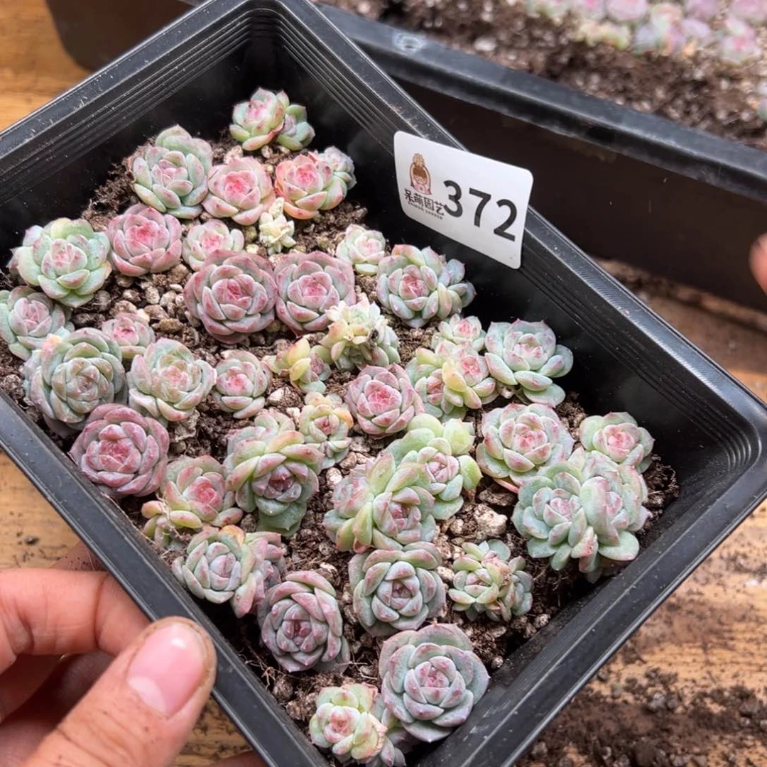 苹*姐多肉植物多肉植物