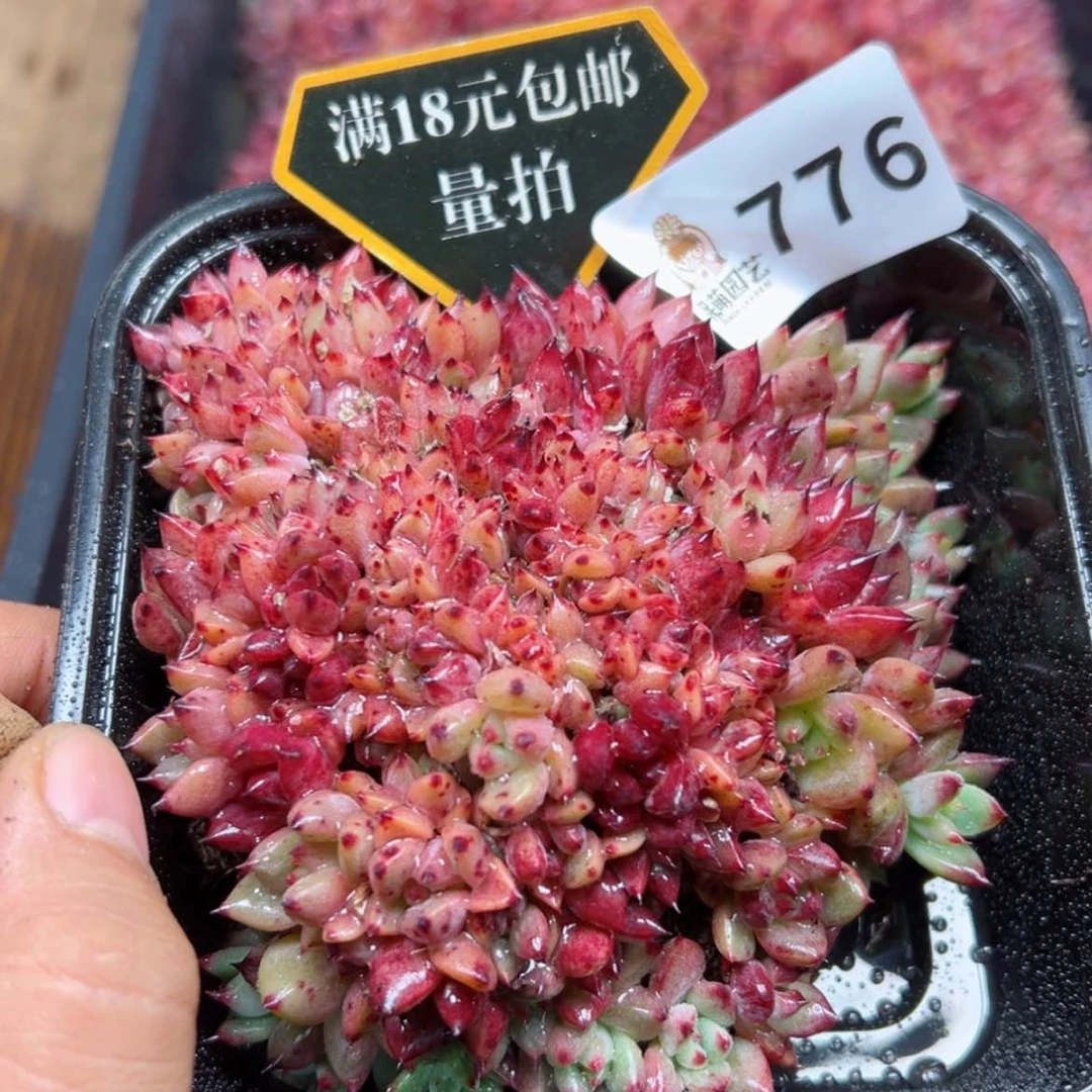 【闪购商品】多肉植物